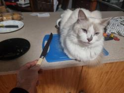 Lost Male Cat last seen Yokine Baptist Church, Yokine, WA 6060