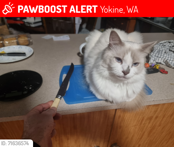 Lost Male Cat last seen Yokine Baptist Church, Yokine, WA 6060