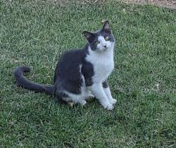 Lost Male Cat last seen South Rowan Ave and Lanfranco Street, Los Angeles, CA 90063