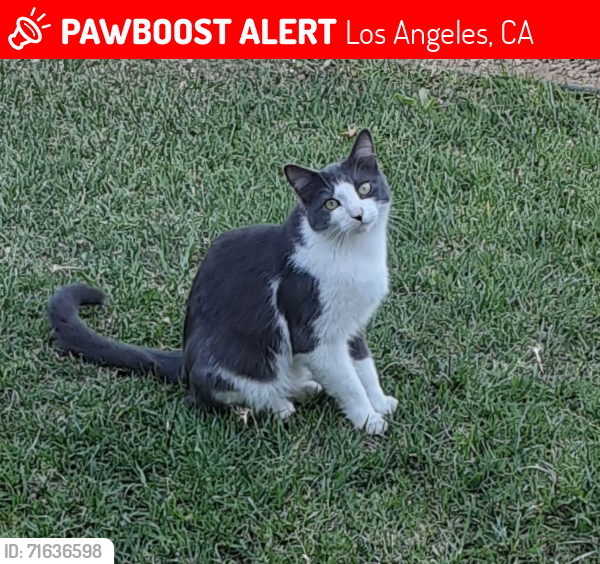 Lost Male Cat last seen South Rowan Ave and Lanfranco Street, Los Angeles, CA 90063