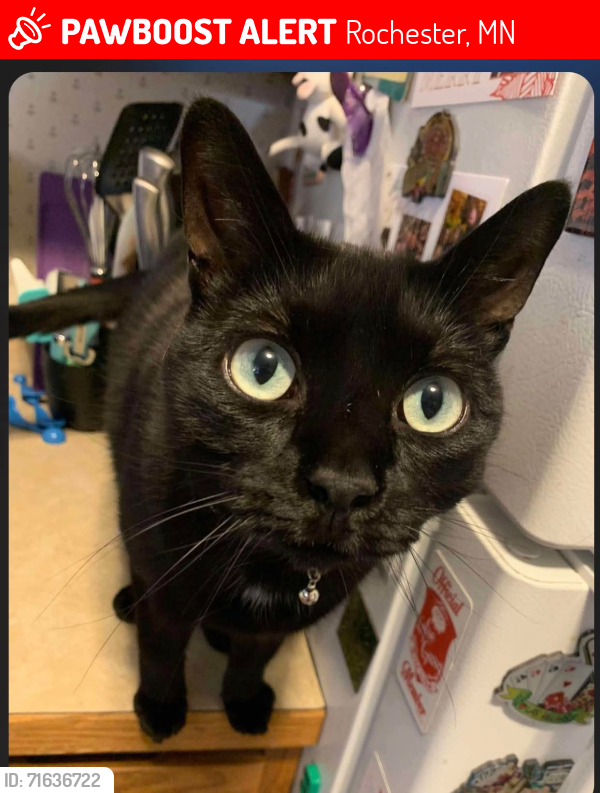 Lost Male Cat last seen Near Harvest Court NW, Rochester, MN 55901
