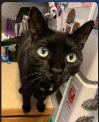 Lost Male Cat last seen Near Harvest Court NW, Rochester, MN 55901