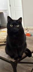 Lost Male Cat last seen Near Legends Dr, Southern Pines, NC 28387, USA, Southern Pines, NC 28387