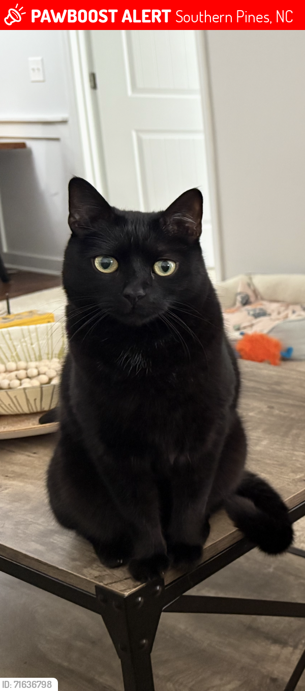 Lost Male Cat last seen Near Legends Dr, Southern Pines, NC 28387, USA, Southern Pines, NC 28387