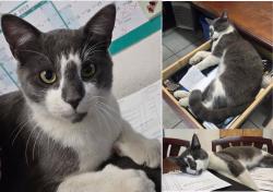 Lost Male Cat last seen Simpson Way, Escondido, CA , Escondido, CA 92029