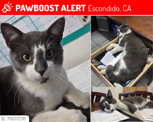 Lost Male Cat last seen Simpson Way, Escondido, CA , Escondido, CA 92029
