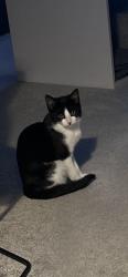 Lost Male Cat last seen Merryton crescent road behind my address, South Yorkshire, England S5 9AJ