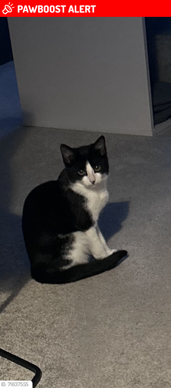 Lost Male Cat last seen Merryton crescent road behind my address, South Yorkshire, England S5 9AJ
