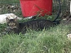 Lost Male Cat last seen West Live Oak and Smokehouse Rd, Fredericksburg, TX 78624