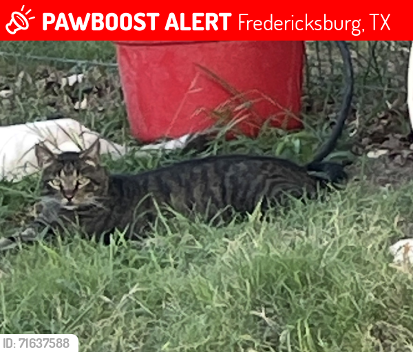 Lost Male Cat last seen West Live Oak and Smokehouse Rd, Fredericksburg, TX 78624