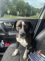 Lost Male Dog last seen Raccoon Valley, Chesnut Ridge, Loyston Road, Andersonville, TN 37705