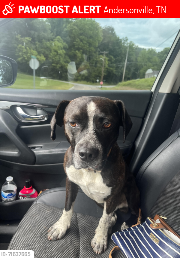 Lost Male Dog last seen Raccoon Valley, Chesnut Ridge, Loyston Road, Andersonville, TN 37705
