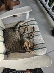 Lost Male Cat last seen SE 41st Avenue and SE 52nd Street, Ocala, FL 34480
