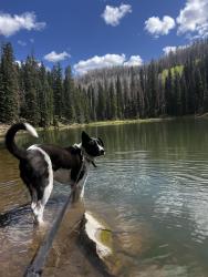 Reunited Male Dog last seen Near oak forest drive, Saint Charles, MO 63303
