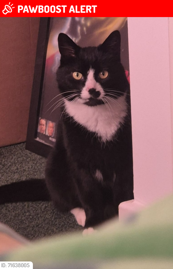 Lost Male Cat last seen West Road, Dibden Purlieu, England SO45