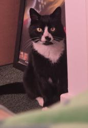 Lost Male Cat last seen West Road, Dibden Purlieu, England SO45