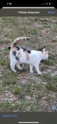 Lost Female Cat last seen Guilford Rd and South Buckhill Rd, Lake County, FL 34715