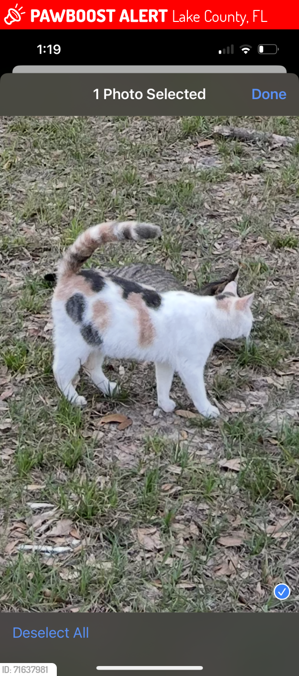 Lost Female Cat last seen Guilford Rd and South Buckhill Rd, Lake County, FL 34715