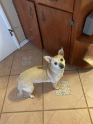 Lost Female Dog last seen Cedar and Ashlan in Fresno, Kingsburg, CA 93631