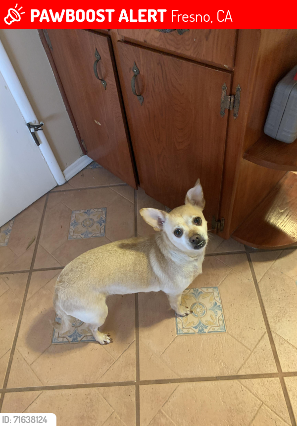 Lost Female Dog last seen Cedar and Ashlan in Fresno, Kingsburg, CA 93631