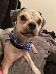 Reunited Male Dog last seen Pagosa Springs & Painted tree Trail, Fort Worth, TX 76131