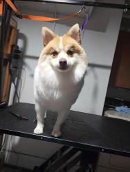 Lost Male Dog last seen SW 59th and Penn, Oklahoma City, OK 73159