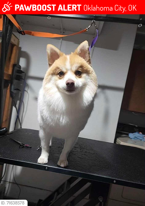 Lost Male Dog last seen SW 59th and Penn, Oklahoma City, OK 73159