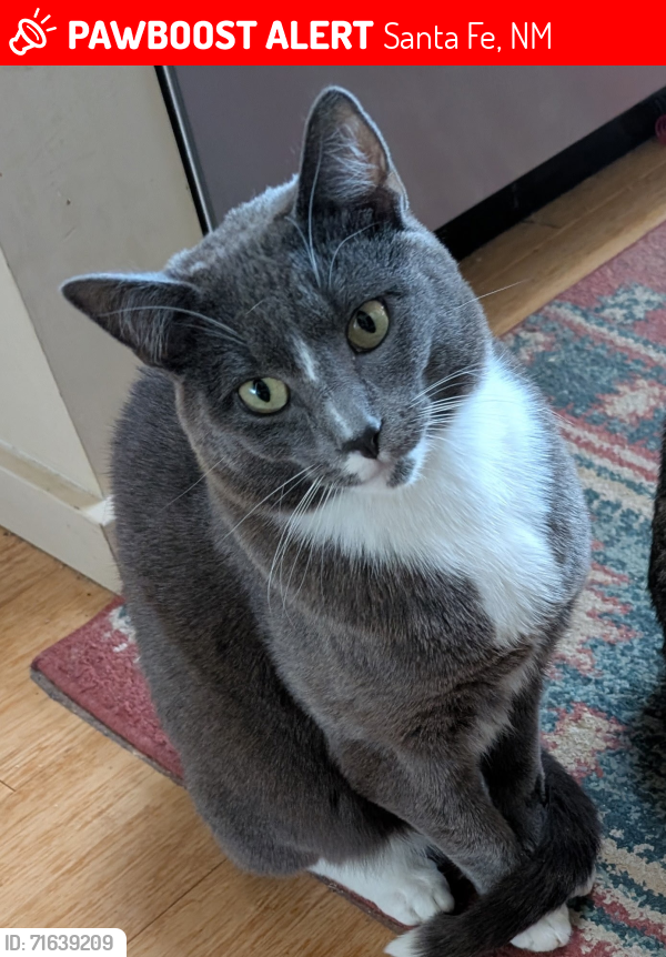 Lost Male Cat last seen Avenida Eldorado/Avenida del Oro, Santa Fe, NM 87508