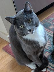 Lost Male Cat last seen Avenida Eldorado/Avenida del Oro, Santa Fe, NM 87508