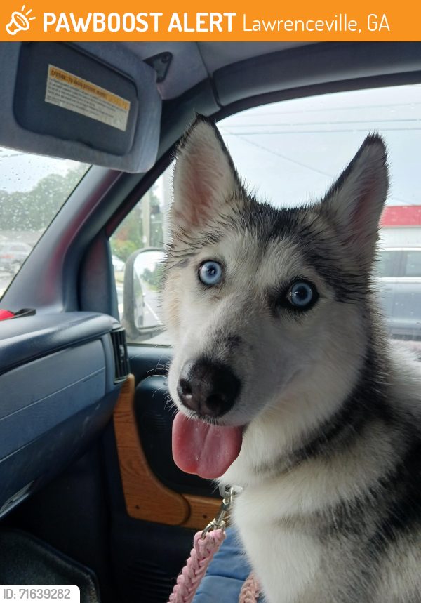 Found/Stray Female Dog last seen Just past Walmart on 29. Headed towards the school and old Ingles, Lawrenceville, GA 30044