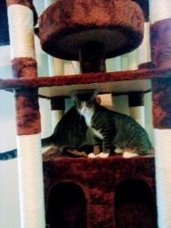 Lost Female Cat last seen Verde Dr and Old Angleton Rd, Clute, TX 77531