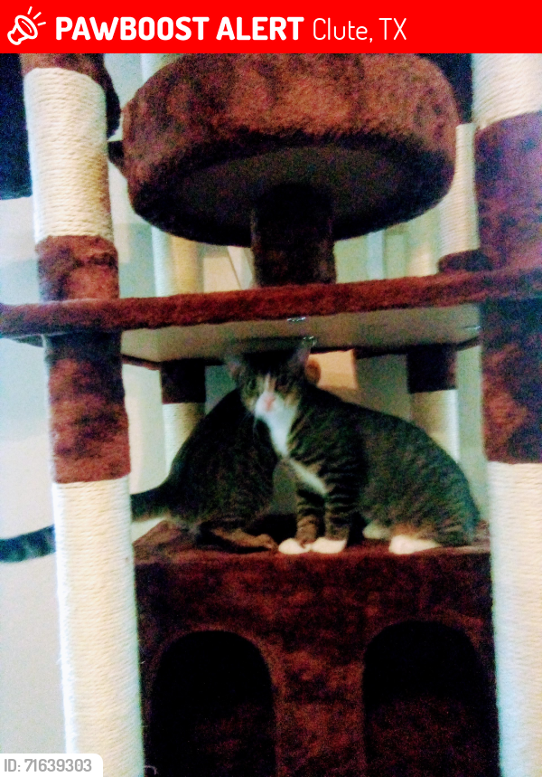 Lost Female Cat last seen Verde Dr and Old Angleton Rd, Clute, TX 77531