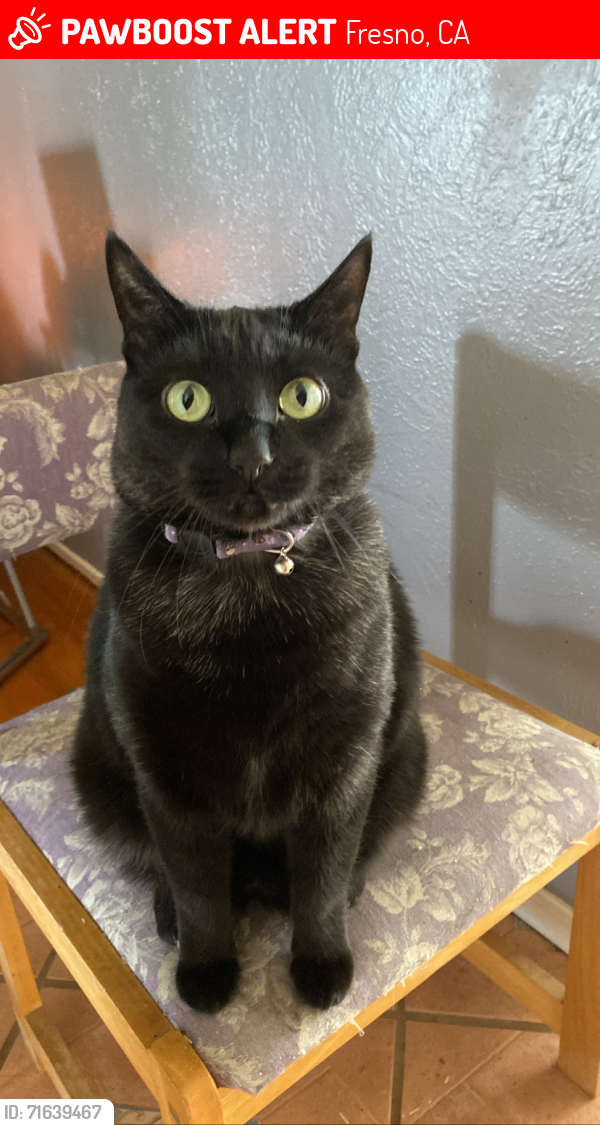 Lost Female Cat last seen Cedar and Ashlan, Fresno, CA 93705