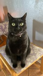 Lost Female Cat last seen Cedar and Ashlan, Fresno, CA 93705