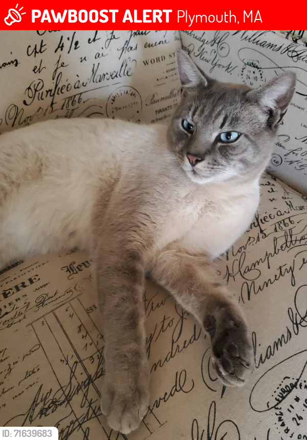 Lost Male Cat last seen Coastline Dr. Dublin Dr., Plymouth, MA 02360