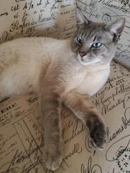 Lost Male Cat last seen Coastline Dr. Dublin Dr., Plymouth, MA 02360