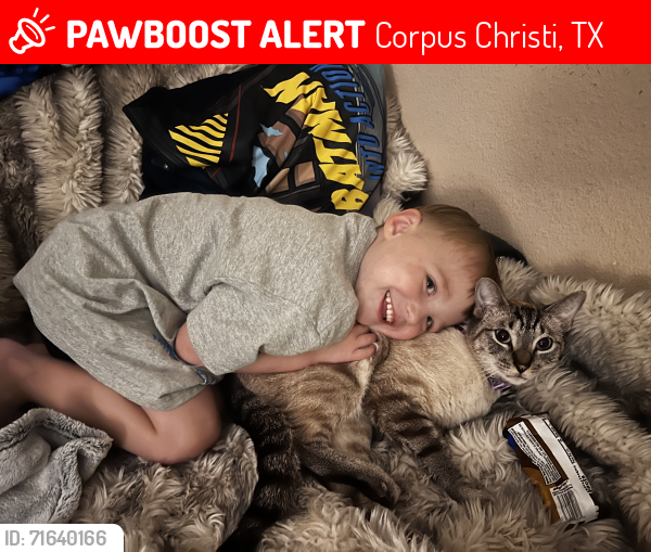 Lost Male Cat last seen Bison Dr, Corpus Christi, TX 78414
