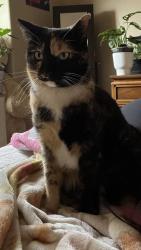 Lost Female Cat last seen Edgemont Neighborhood, Santa Teresa, NM 88008