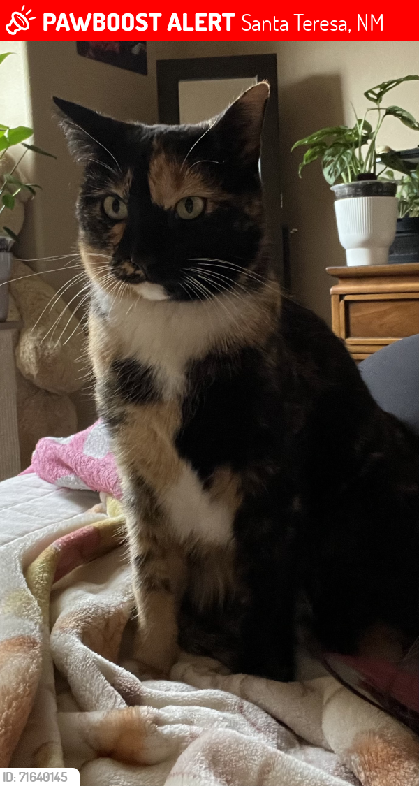 Lost Female Cat last seen Edgemont Neighborhood, Santa Teresa, NM 88008