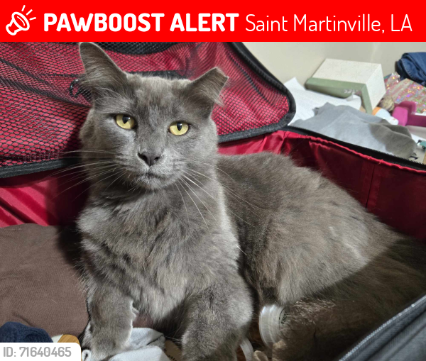 Lost Male Cat last seen Elementary school area Burdin / Compromise, Saint Martinville, LA 70582