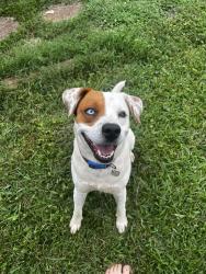 Lost Male Dog last seen Rocky Branch Road, Old Lacy Hollow Road , Carter County, TN 37643