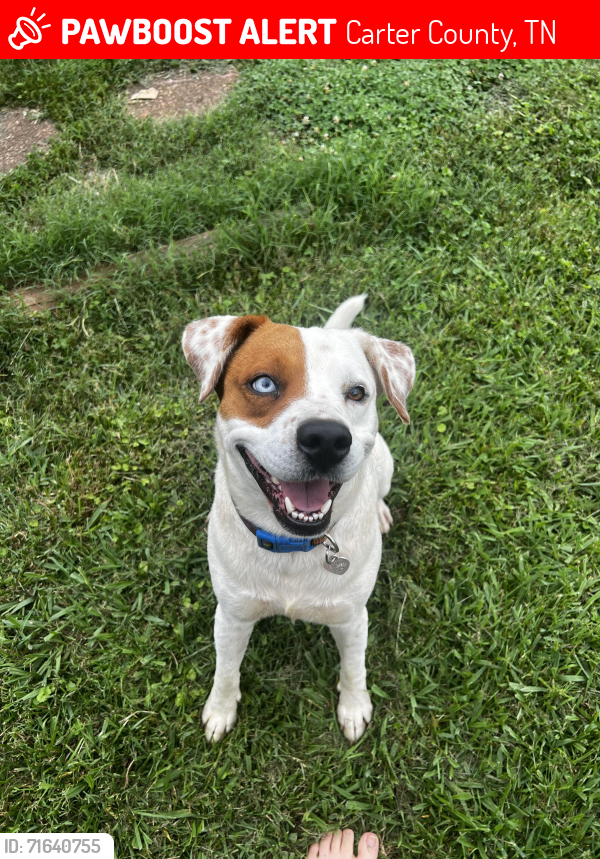 Lost Male Dog last seen Rocky Branch Road, Old Lacy Hollow Road , Carter County, TN 37643