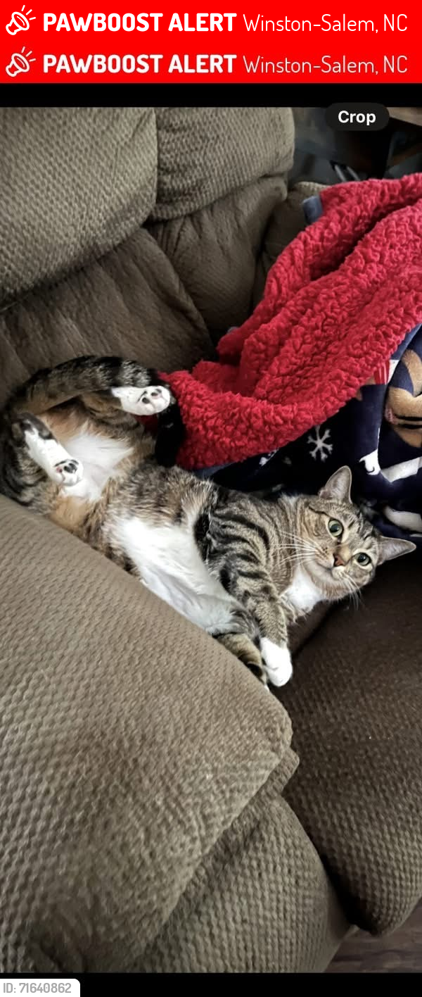 Lost Male Cat last seen Brookstone Ridge Dr and Shadetree, Winston-Salem, NC 27107
