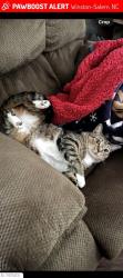 Lost Male Cat last seen Brookstone Ridge Dr and Shadetree, Winston-Salem, NC 27107