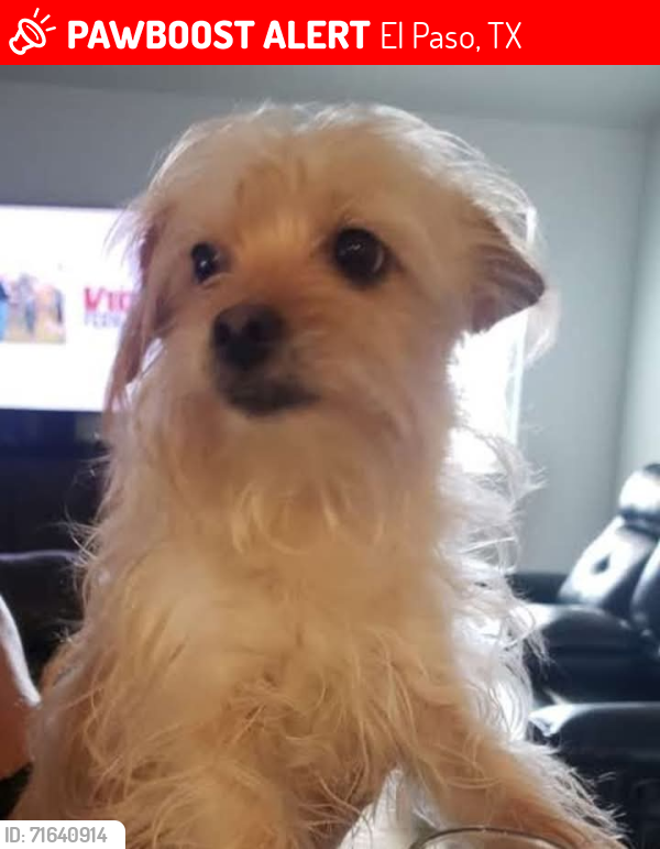 Lost Female Dog last seen Fillmore and Lackland , El Paso, TX 79930