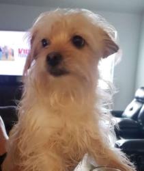 Lost Female Dog last seen Fillmore and Lackland , El Paso, TX 79930