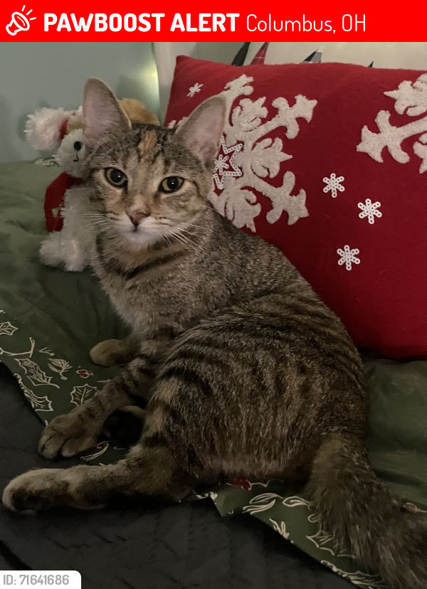 Lost Female Cat last seen Macaldus drive, Columbus ohio, Columbus, OH 43219