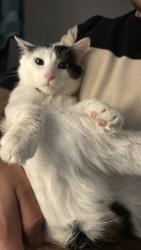 Lost Male Cat last seen Willow pond apmts , Burnsville, MN 55337