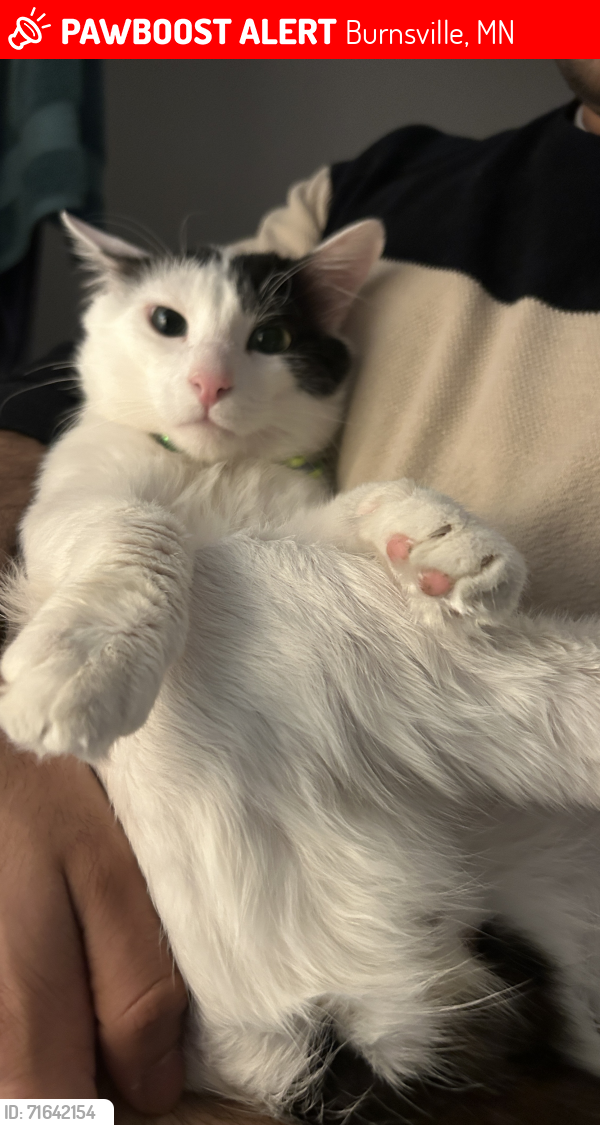 Lost Male Cat last seen Willow pond apmts , Burnsville, MN 55337