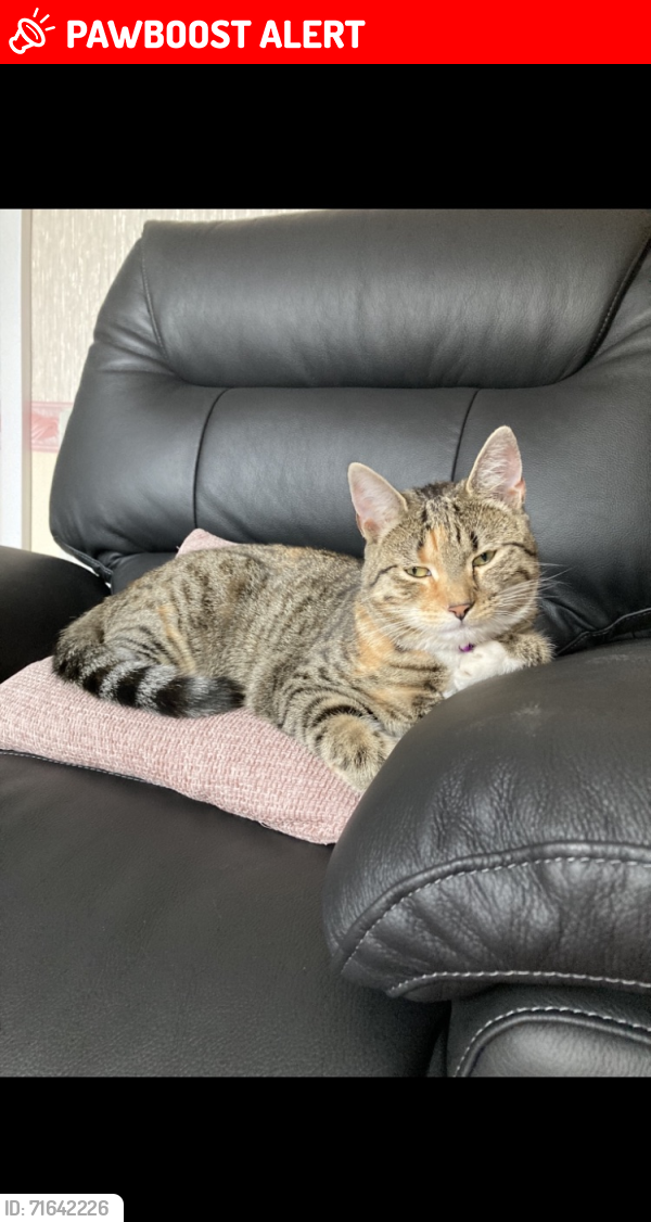 Lost Female Cat last seen Chuckery Walsall WS1, West Midlands, England WS1 2LA